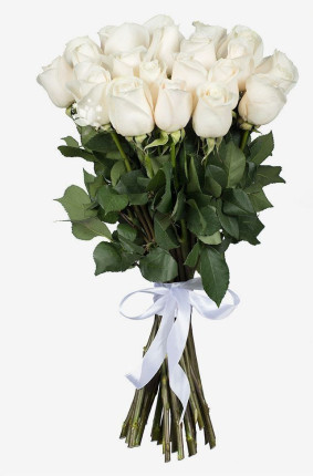 Bele ruže Image
