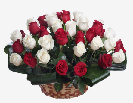 Korpa crvenih i belih ruža