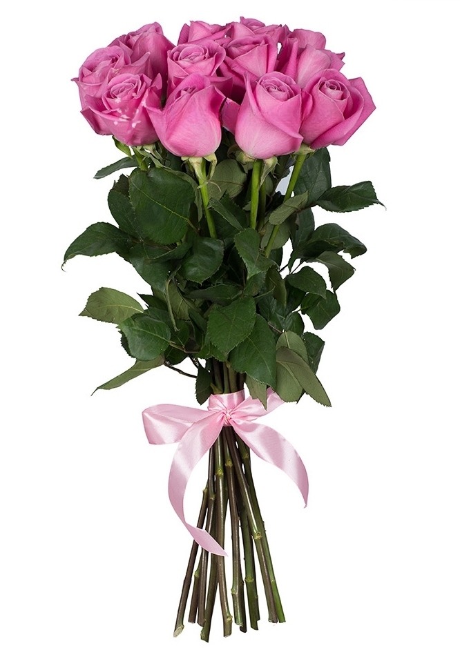 Premium pink ruže